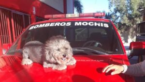 Bomberos de Los Mochis le dicen adiós a Tapa, la perrita bombero