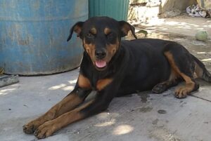 Lady, una perrita de 13 años que fue desaparecida, torturada y asesinada en Choix