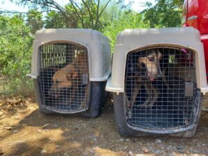 Activistas salvan a dos perritos que sufrían maltrato animal en Los Mochis