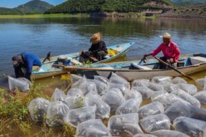 Gobierno de Sinaloa siembra 1 millón 800 alevines de tilapia en la Presa Guillermo Blake.